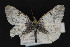  ( - CNCLEP 81901)  @14 [ ] CreativeCommons - Attribution Non-Commercial Share-Alike (2011) Canadian National Collection of Insects, Arachnids and Nematodes Canadian National Collection of Insects, Arachnids and Nematodes