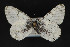  ( - CNCLEP 81903)  @14 [ ] CreativeCommons - Attribution Non-Commercial Share-Alike (2011) Canadian National Collection of Insects, Arachnids and Nematodes Canadian National Collection of Insects, Arachnids and Nematodes