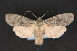  (Lithophane lepida - CNCLEP 81908)  @14 [ ] CreativeCommons - Attribution Non-Commercial Share-Alike (2011) Canadian National Collection of Insects, Arachnids and Nematodes Canadian National Collection of Insects, Arachnids and Nematodes
