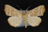  ( - CNCLEP 81912)  @13 [ ] CreativeCommons - Attribution Non-Commercial Share-Alike (2011) Canadian National Collection of Insects, Arachnids and Nematodes Canadian National Collection of Insects, Arachnids and Nematodes