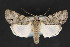  (Sympistis forbesi - CNCLEP 81921)  @14 [ ] CreativeCommons - Attribution Non-Commercial Share-Alike (2011) Canadian National Collection of Insects, Arachnids and Nematodes Canadian National Collection of Insects, Arachnids and Nematodes