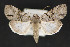  ( - CNCLEP 81922)  @14 [ ] CreativeCommons - Attribution Non-Commercial Share-Alike (2011) Canadian National Collection of Insects, Arachnids and Nematodes Canadian National Collection of Insects, Arachnids and Nematodes