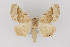  ( - CNCLEP 81938)  @14 [ ] CreativeCommons - Attribution Non-Commercial Share-Alike (2011) Canadian National Collection of Insects, Arachnids and Nematodes Canadian National Collection of Insects, Arachnids and Nematodes