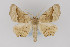 ( - CNCLEP 81939)  @14 [ ] CreativeCommons - Attribution Non-Commercial Share-Alike (2011) Canadian National Collection of Insects, Arachnids and Nematodes Canadian National Collection of Insects, Arachnids and Nematodes