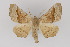  ( - CNCLEP 81940)  @14 [ ] CreativeCommons - Attribution Non-Commercial Share-Alike (2011) Canadian National Collection of Insects, Arachnids and Nematodes Canadian National Collection of Insects, Arachnids and Nematodes