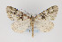  ( - CNCLEP 81966)  @12 [ ] CreativeCommons - Attribution Non-Commercial Share-Alike (2011) Canadian National Collection of Insects, Arachnids and Nematodes Canadian National Collection of Insects, Arachnids and Nematodes