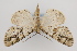  ( - CNCLEP 81967)  @13 [ ] CreativeCommons - Attribution Non-Commercial Share-Alike (2011) Canadian National Collection of Insects, Arachnids and Nematodes Canadian National Collection of Insects, Arachnids and Nematodes