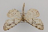  ( - CNCLEP 81968)  @13 [ ] CreativeCommons - Attribution Non-Commercial Share-Alike (2011) Canadian National Collection of Insects, Arachnids and Nematodes Canadian National Collection of Insects, Arachnids and Nematodes