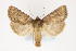  (Pseudorthodes virgula - CNCLEP 81971)  @14 [ ] CreativeCommons - Attribution Non-Commercial Share-Alike (2011) Canadian National Collection of Insects, Arachnids and Nematodes Canadian National Collection of Insects, Arachnids and Nematodes