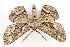  ( - CNCLEP 81979)  @13 [ ] CreativeCommons - Attribution Non-Commercial Share-Alike (2011) Canadian National Collection of Insects, Arachnids and Nematodes Canadian National Collection of Insects, Arachnids and Nematodes