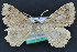  ( - CNCLEP 83519)  @13 [ ] CreativeCommons - Attribution Non-Commercial Share-Alike (2013) CNC Canadian National Collection of Insects, Arachnids and Nematodes