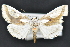  ( - CNCLEP 83527)  @13 [ ] CreativeCommons - Attribution Non-Commercial Share-Alike (2013) CNC Canadian National Collection of Insects, Arachnids and Nematodes