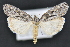  (Fota - CNCLEP 83536)  @15 [ ] CreativeCommons - Attribution Non-Commercial Share-Alike (2013) CNC Canadian National Collection of Insects, Arachnids and Nematodes