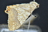  ( - CNCLEP 83571)  @12 [ ] CreativeCommons - Attribution Non-Commercial Share-Alike (2013) CNC Canadian National Collection of Insects, Arachnids and Nematodes