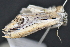  (Opsigalea ocellata - CNCLEP 83582)  @12 [ ] CreativeCommons - Attribution Non-Commercial Share-Alike (2013) CNC Canadian National Collection of Insects, Arachnids and Nematodes