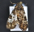  ( - CNCLEP 83583)  @12 [ ] CreativeCommons - Attribution Non-Commercial Share-Alike (2013) CNC Canadian National Collection of Insects, Arachnids and Nematodes