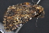  ( - CNCLEP 83591)  @12 [ ] CreativeCommons - Attribution Non-Commercial Share-Alike (2013) CNC Canadian National Collection of Insects, Arachnids and Nematodes
