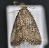  ( - CNCLEP 83594)  @12 [ ] CreativeCommons - Attribution Non-Commercial Share-Alike (2013) CNC Canadian National Collection of Insects, Arachnids and Nematodes