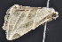  ( - CNCLEP 83596)  @13 [ ] CreativeCommons - Attribution Non-Commercial Share-Alike (2013) CNC Canadian National Collection of Insects, Arachnids and Nematodes