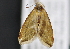  ( - CNCLEP 83597)  @13 [ ] CreativeCommons - Attribution Non-Commercial Share-Alike (2013) CNC Canadian National Collection of Insects, Arachnids and Nematodes