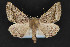  ( - CNCLEP 84142)  @14 [ ] CreativeCommons - Attribution Non-Commercial Share-Alike (2010) Canadian National Collection of Insects, Arachnids and Nematodes Canadian National Collection of Insects, Arachnids and Nematodes
