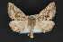  ( - CNCLEP 84143)  @14 [ ] CreativeCommons - Attribution Non-Commercial Share-Alike (2010) Canadian National Collection of Insects, Arachnids and Nematodes Canadian National Collection of Insects, Arachnids and Nematodes
