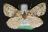  ( - CNCLEP 84146)  @12 [ ] CreativeCommons - Attribution Non-Commercial Share-Alike (2010) Canadian National Collection of Insects, Arachnids and Nematodes Canadian National Collection of Insects, Arachnids and Nematodes