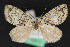  ( - CNCLEP 84147)  @12 [ ] CreativeCommons - Attribution Non-Commercial Share-Alike (2010) Canadian National Collection of Insects, Arachnids and Nematodes Canadian National Collection of Insects, Arachnids and Nematodes