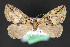  ( - CNCLEP 84149)  @12 [ ] CreativeCommons - Attribution Non-Commercial Share-Alike (2010) Canadian National Collection of Insects, Arachnids and Nematodes Canadian National Collection of Insects, Arachnids and Nematodes