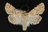  (Scotogramma harnardi - CNCLEP 84162)  @15 [ ] CreativeCommons - Attribution Non-Commercial Share-Alike (2010) Canadian National Collection of Insects, Arachnids and Nematodes Canadian National Collection of Insects, Arachnids and Nematodes