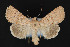  (Scotogramma submarina - CNCLEP 84164)  @15 [ ] CreativeCommons - Attribution Non-Commercial Share-Alike (2010) Canadian National Collection of Insects, Arachnids and Nematodes Canadian National Collection of Insects, Arachnids and Nematodes