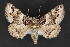  ( - CNCLEP 84174)  @14 [ ] CreativeCommons - Attribution Non-Commercial Share-Alike (2010) Canadian National Collection of Insects, Arachnids and Nematodes Canadian National Collection of Insects, Arachnids and Nematodes