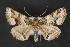  ( - CNCLEP 84175)  @14 [ ] CreativeCommons - Attribution Non-Commercial Share-Alike (2010) Canadian National Collection of Insects, Arachnids and Nematodes Canadian National Collection of Insects, Arachnids and Nematodes