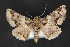  ( - CNCLEP 84176)  @14 [ ] CreativeCommons - Attribution Non-Commercial Share-Alike (2010) Canadian National Collection of Insects, Arachnids and Nematodes Canadian National Collection of Insects, Arachnids and Nematodes