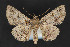  ( - CNCLEP 84177)  @14 [ ] CreativeCommons - Attribution Non-Commercial Share-Alike (2010) Canadian National Collection of Insects, Arachnids and Nematodes Canadian National Collection of Insects, Arachnids and Nematodes