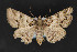  ( - CNCLEP 84178)  @13 [ ] CreativeCommons - Attribution Non-Commercial Share-Alike (2010) Canadian National Collection of Insects, Arachnids and Nematodes Canadian National Collection of Insects, Arachnids and Nematodes