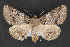  (Zale n. sp. 4 - CNCLEP 84179)  @13 [ ] CreativeCommons - Attribution Non-Commercial Share-Alike (2010) Canadian National Collection of Insects, Arachnids and Nematodes Canadian National Collection of Insects, Arachnids and Nematodes