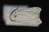  ( - CNCLEP 84186)  @13 [ ] CreativeCommons - Attribution Non-Commercial Share-Alike (2010) Canadian National Collection of Insects, Arachnids and Nematodes Canadian National Collection of Insects, Arachnids and Nematodes