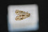  ( - CNCLEP 84201)  @12 [ ] CreativeCommons - Attribution Non-Commercial Share-Alike (2010) Canadian National Collection of Insects, Arachnids and Nematodes Canadian National Collection of Insects, Arachnids and Nematodes