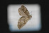  ( - CNCLEP 84205)  @12 [ ] CreativeCommons - Attribution Non-Commercial Share-Alike (2010) Canadian National Collection of Insects, Arachnids and Nematodes Canadian National Collection of Insects, Arachnids and Nematodes