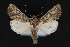  ( - CNCLEP 84211)  @15 [ ] CreativeCommons - Attribution Non-Commercial Share-Alike (2010) Canadian National Collection of Insects, Arachnids and Nematodes Canadian National Collection of Insects, Arachnids and Nematodes