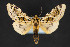  ( - CNCLEP 84218)  @14 [ ] CreativeCommons - Attribution Non-Commercial Share-Alike (2010) Canadian National Collection of Insects, Arachnids and Nematodes Canadian National Collection of Insects, Arachnids and Nematodes