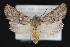  ( - CNCLEP 84245)  @11 [ ] CreativeCommons - Attribution Non-Commercial Share-Alike (2010) Canadian National Collection of Insects, Arachnids and Nematodes Canadian National Collection of Insects, Arachnids and Nematodes