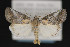  ( - CNCLEP 84256)  @15 [ ] CreativeCommons - Attribution Non-Commercial Share-Alike (2010) Canadian National Collection of Insects, Arachnids and Nematodes Canadian National Collection of Insects, Arachnids and Nematodes