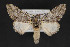  ( - CNCLEP 84257)  @12 [ ] CreativeCommons - Attribution Non-Commercial Share-Alike (2010) Canadian National Collection of Insects, Arachnids and Nematodes Canadian National Collection of Insects, Arachnids and Nematodes