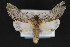  ( - CNCLEP 84258)  @13 [ ] CreativeCommons - Attribution Non-Commercial Share-Alike (2010) Canadian National Collection of Insects, Arachnids and Nematodes Canadian National Collection of Insects, Arachnids and Nematodes
