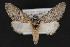  ( - CNCLEP 84259)  @13 [ ] CreativeCommons - Attribution Non-Commercial Share-Alike (2010) Canadian National Collection of Insects, Arachnids and Nematodes Canadian National Collection of Insects, Arachnids and Nematodes