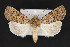  ( - CNCLEP 84275)  @13 [ ] CreativeCommons - Attribution Non-Commercial Share-Alike (2010) Canadian National Collection of Insects, Arachnids and Nematodes Canadian National Collection of Insects, Arachnids and Nematodes