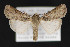  ( - CNCLEP 84276)  @11 [ ] CreativeCommons - Attribution Non-Commercial Share-Alike (2010) Canadian National Collection of Insects, Arachnids and Nematodes Canadian National Collection of Insects, Arachnids and Nematodes