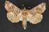  ( - CNCLEP 84287)  @12 [ ] CreativeCommons - Attribution Non-Commercial Share-Alike (2010) Canadian National Collection of Insects, Arachnids and Nematodes Canadian National Collection of Insects, Arachnids and Nematodes